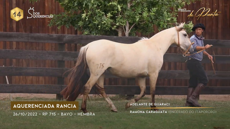 Lote AQUERENCIADA RANCIA