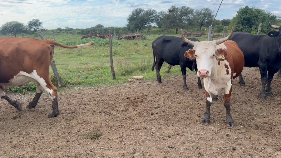 Lote 11 Vacas usadas preñadas Cruza en  Arrufó, Santa Fe