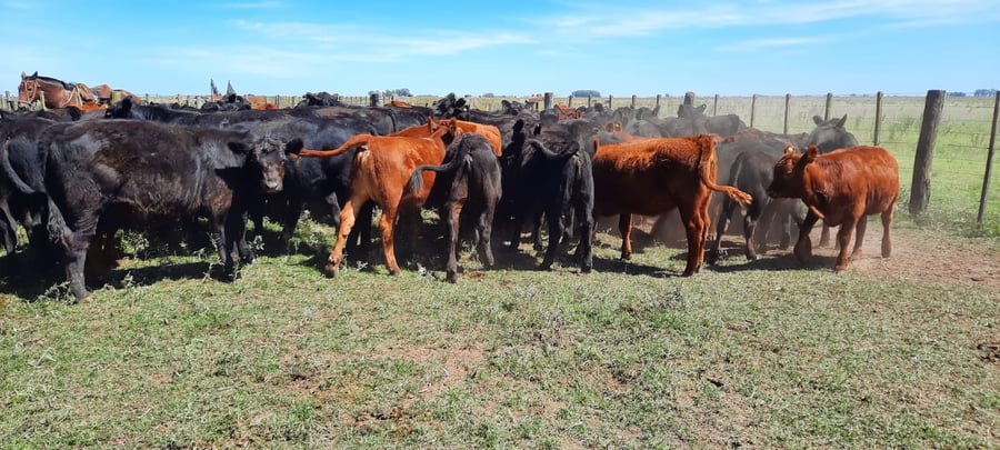 Lote 60 Terneros en Gral. Lamadrid, Buenos Aires