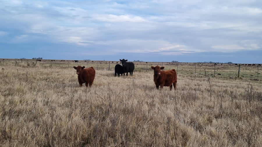 Lote 63 Terneras en Buenos Aires, Tapalqué