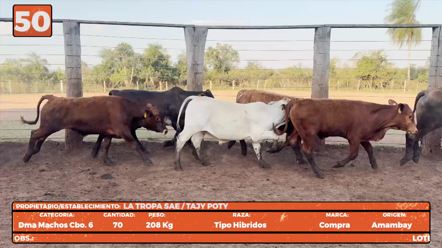 Lote LOTE 50