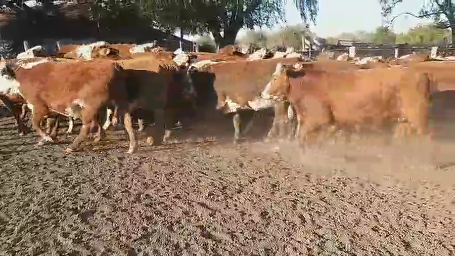 Lote 52 Vaquillonas en Villaguay, Entre Ríos