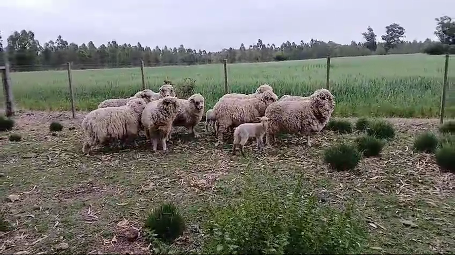 Lote 13 Ovejas a remate en Pantalla Camy  en Libertad