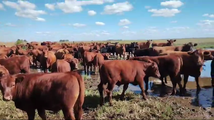 Lote 100 Terneros en Pehuajo