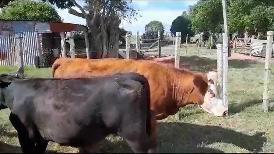 Lote 7 Vaquillonas  Hereford y angus a remate en Pantalla Camy en San Gregorio
