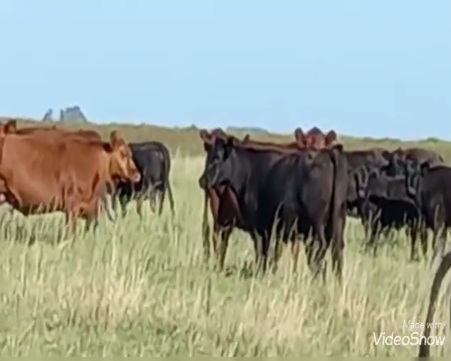 Lote 66 Terneros en Buenos Aires, Pirovano