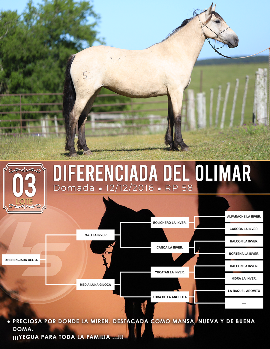 Lote DIFERENCIADA DEL OLIMAR