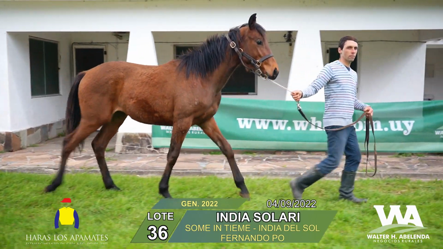 Lote INDIA SOLARI