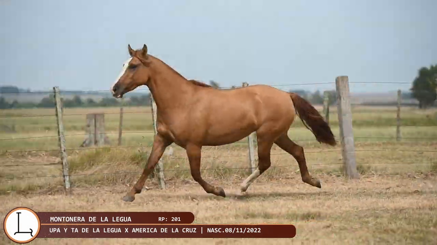 Lote Montonera de la Legua