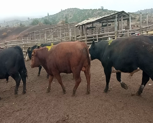 Lote 30 Torete en Melipilla, Región Metropolitana