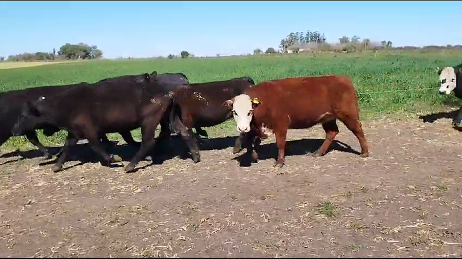 Lote 80 Vacas de invernar en Concepción del Uruguay, Entre Ríos