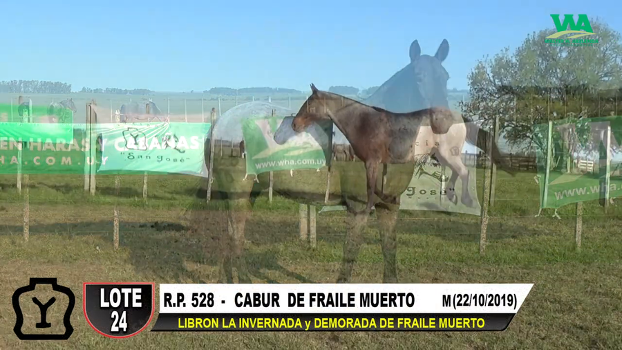 Lote CABURÉ DE FRAILE MUERTO