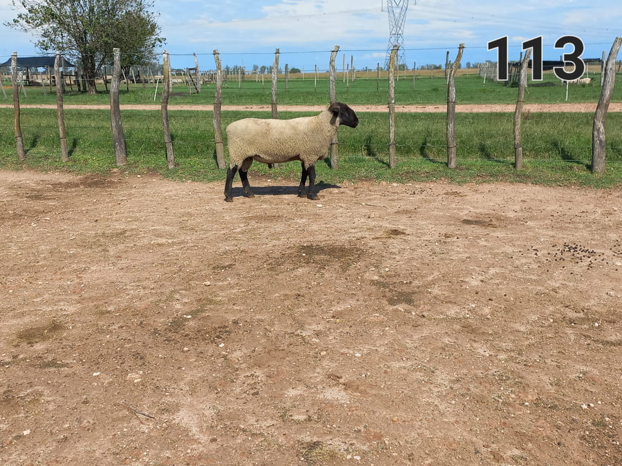Lote 5 Borregos SUFFOLK a remate en 1° Remate Virtual BALTASAR BRUM 90kg -  en CANGÜE. RUTA 3 KM 357
