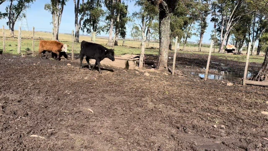 Lote TERNEROS
