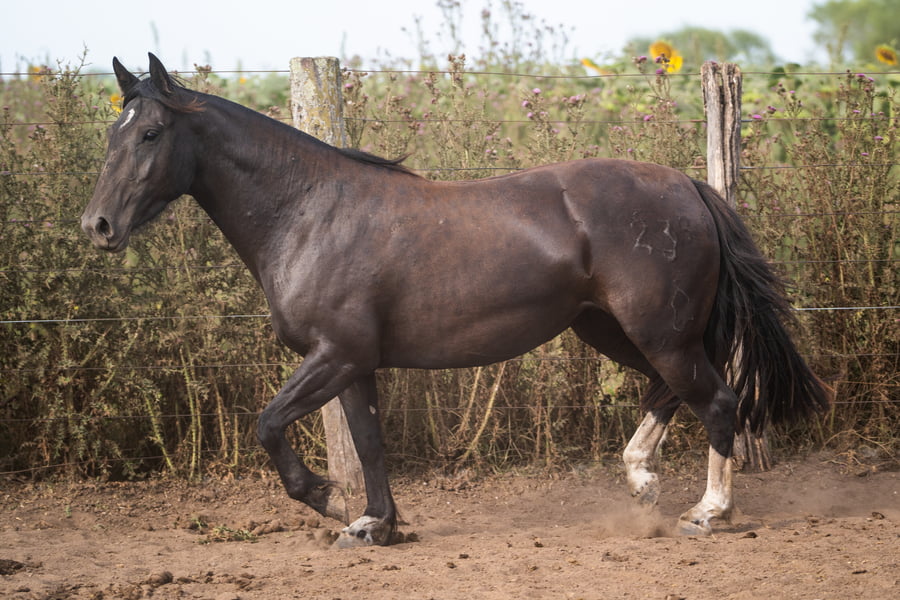 Lote PERDIDA CAMBIASA