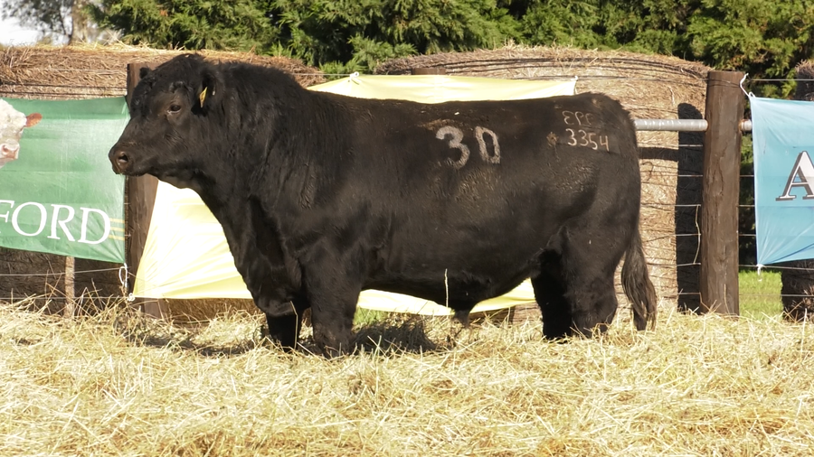 Lote TOROS ANGUS PURO CONTROLADO