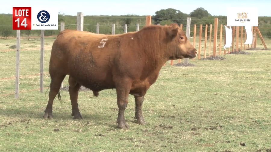 Lote Toros Angus Colorados Puros Controlados