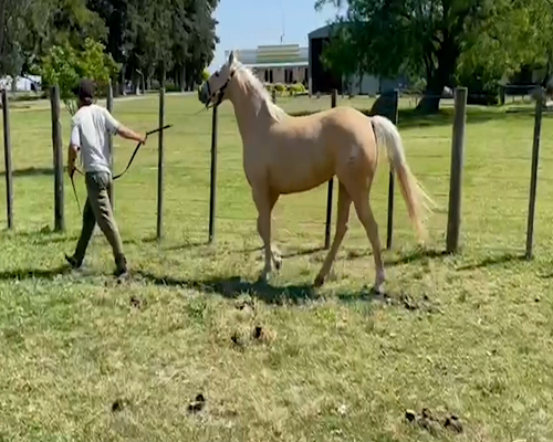 Lote L S CALMA HALCON