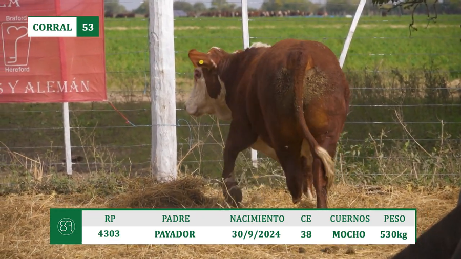 Lote TOROS BRAFORD A VENTA EN HERSILIA 2026