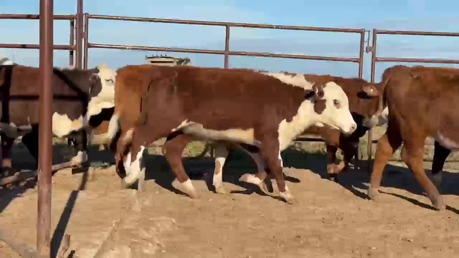 Lote 246 Terneras en Corrientes, Paso de Los Libres