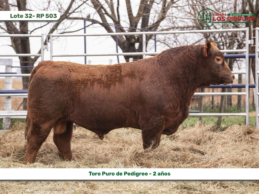 Lote TOROS PUROS DE PEDIGREE - 22/24 meses