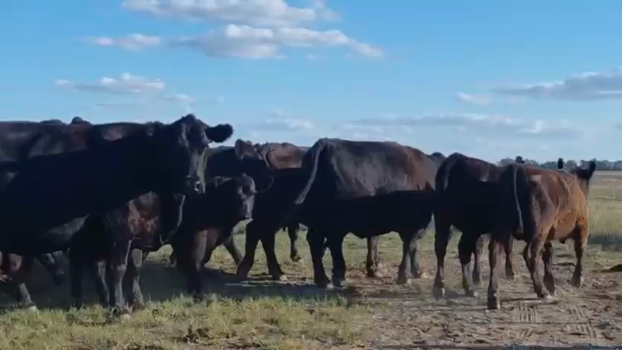 Lote 10 Vacas CUT CON G/P