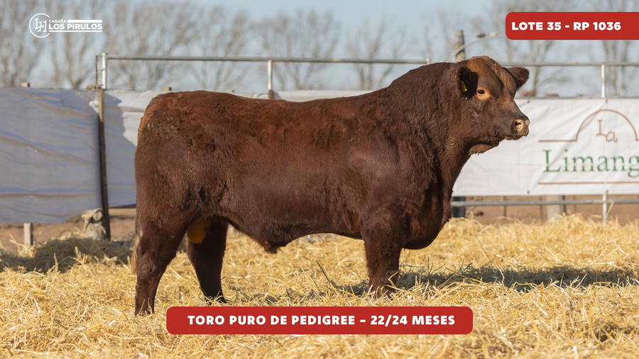 Lote TOROS PUROS DE PEDIGREE - 22/24 meses