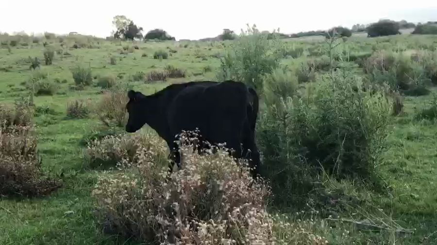 Lote 1 Vaquillona Proxima