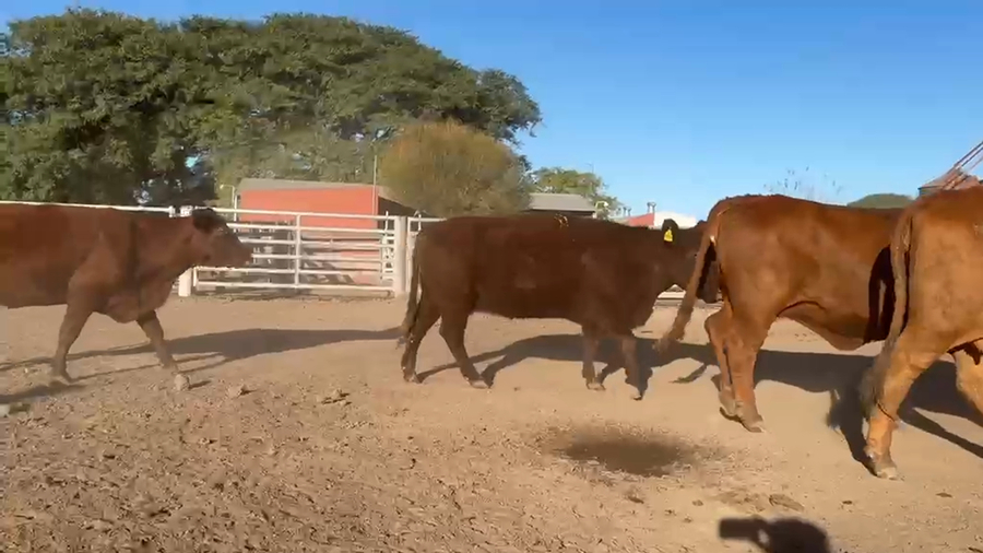 Lote 57 Vacas nuevas