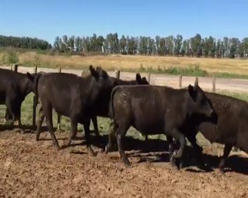 Lote 60 Novillitos en Brandsen, Buenos Aires