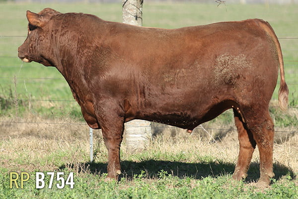 Lote 3 TOROS PUROS DE PEDIGREE