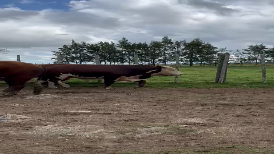 Lote 7 Toros en Puntas del Parao, Treinta y Tres