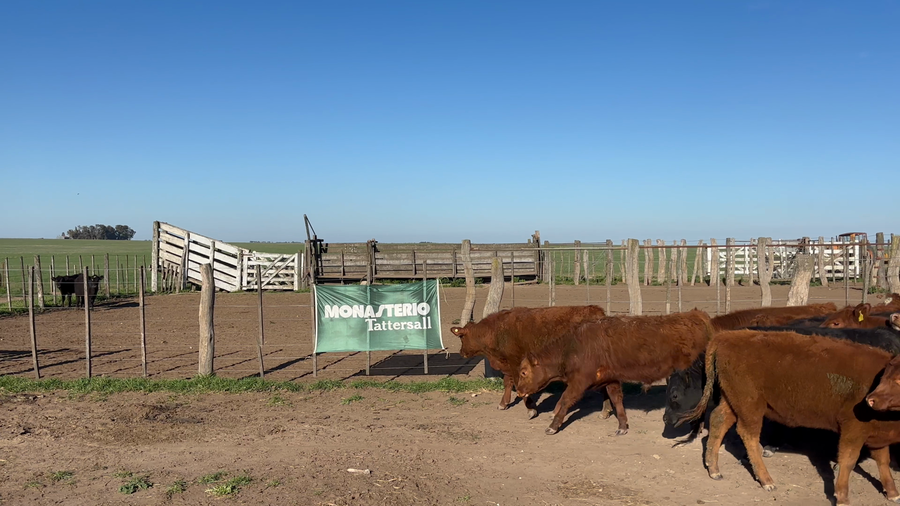 Lote 50 Terneros/as en Rivera