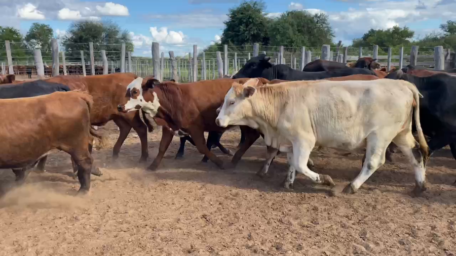 Lote 50 Vaquillonas P/ entorar en Estanislao Del Campo, Formosa