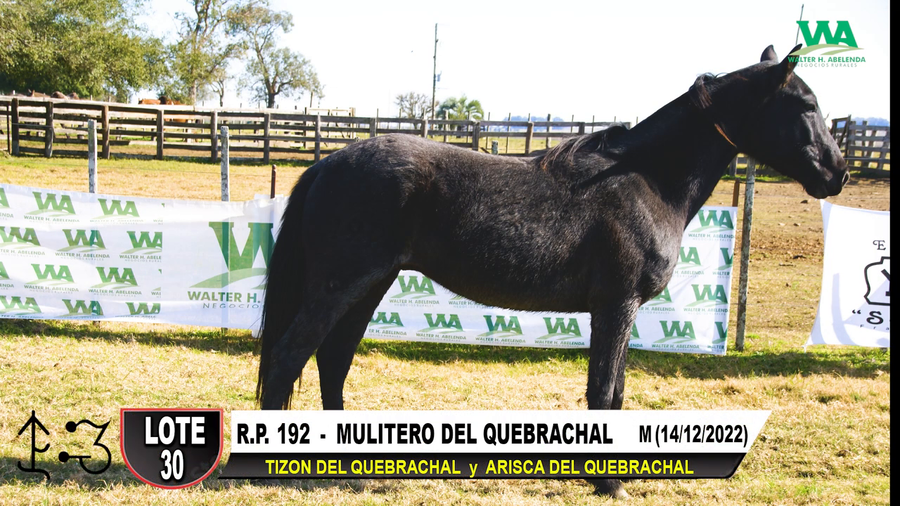 Lote MULITERO DEL QUEBRACHAL