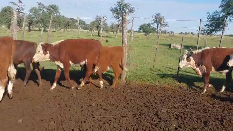 Lote 71 Terneros