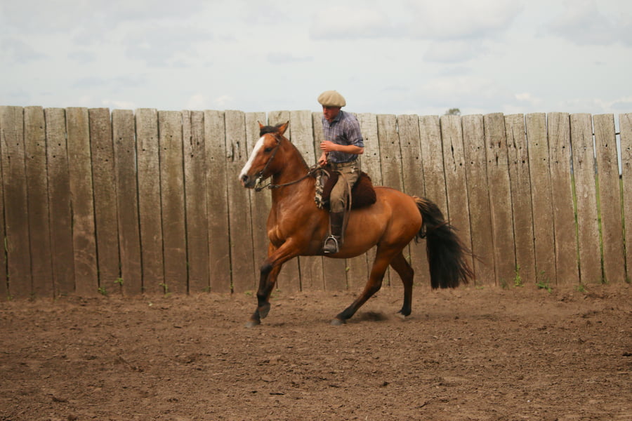 Lote LACAMPANA NUTRIA
