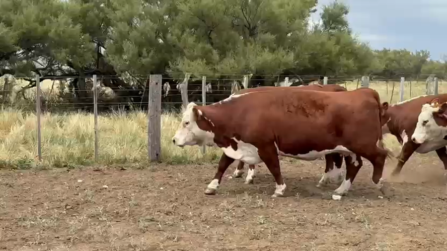 Lote 26 Vacas Preñados en Darregueira