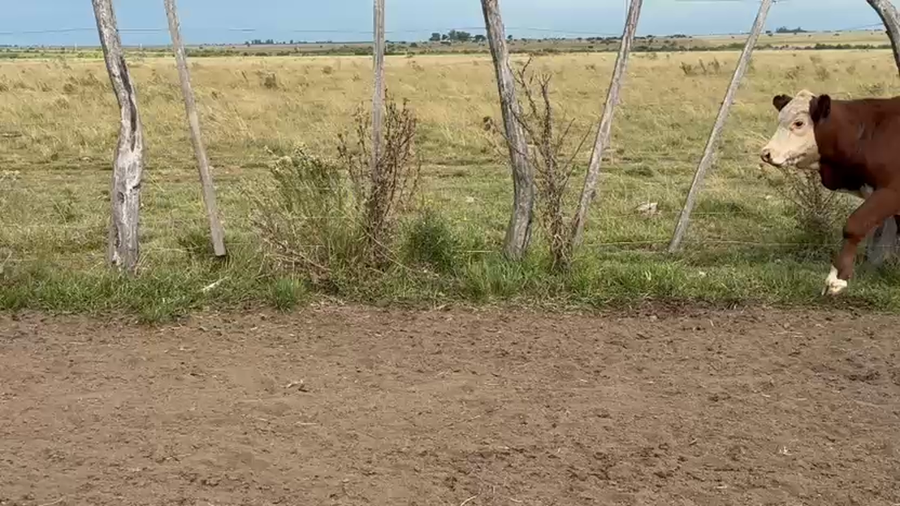 Lote 140 Terneros/as