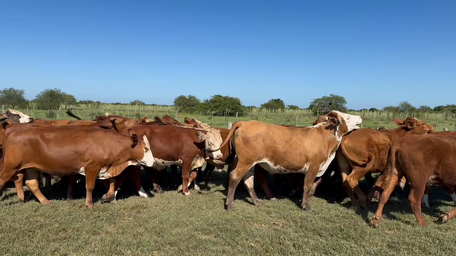 Lote 72 Novillos