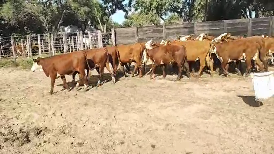 Lote 67 Vaquillonas en Esquina, Corrientes