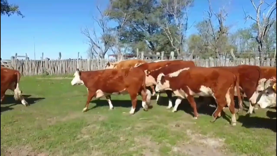 Lote 70 Vacas nuevas C/ gtia de preñez