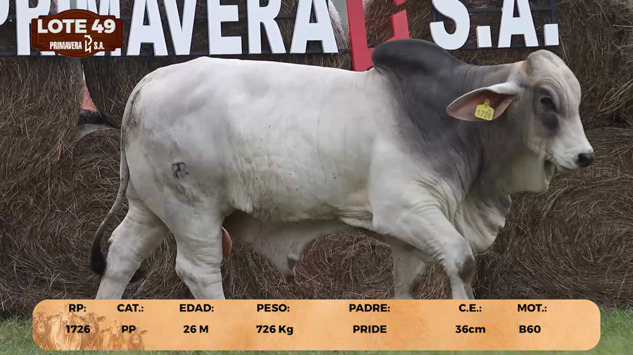Lote LOTE 49
