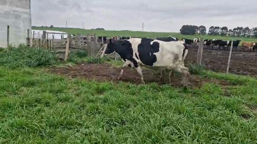 Lote 4 Vaquillonas  a remate en Pantalla Aniversario - Escritorio Camy 450kg - , San José