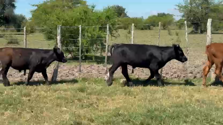 Lote 120 Terneros/as