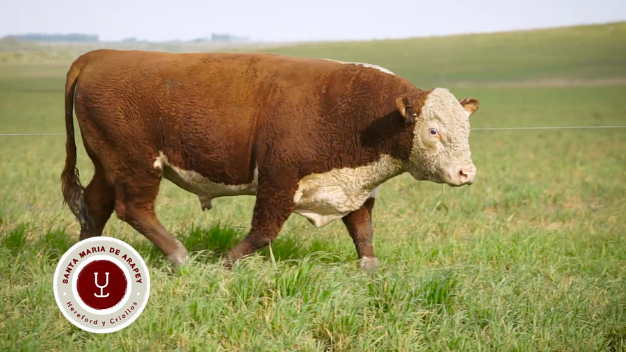 Lote TOROS SANTA MARIA DE ARAPEY