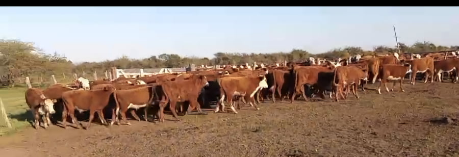 Lote 75 Terneros en Corrientes, Curuzu Cuatia