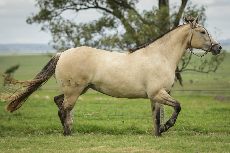 Lote KE ELEGANCIA DE LA COLINA R.P 216