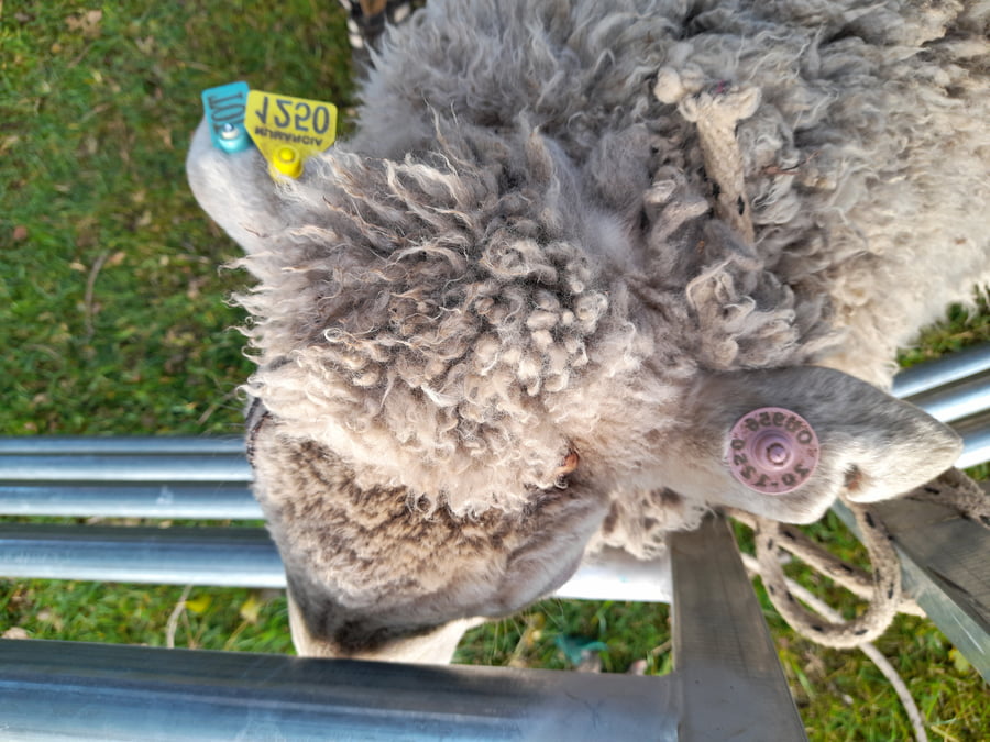 Lote Carnero TOP, 20-1250