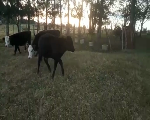 Lote 4 Terneros 180kg - , San José